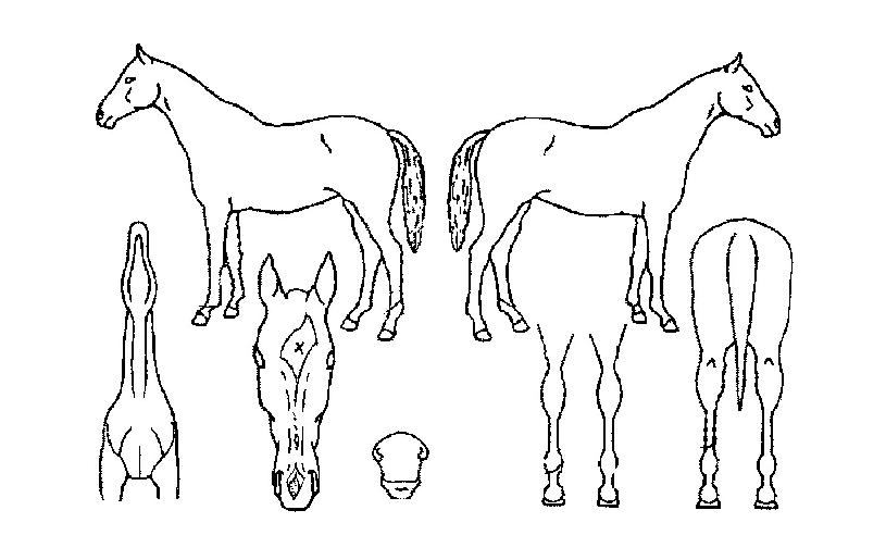 »çÀÌŬȣÇÁÀÇ Ãø¸é,¿ì¸é,µÞ¸é,µÎ»ó,´Ù¸®ÀÇ Æ¯Â¡µµÇØ