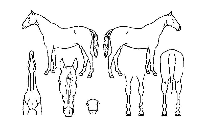 ���ڴ���� ����,���,�޸�,�λ�,�ٸ��� Ư¡����