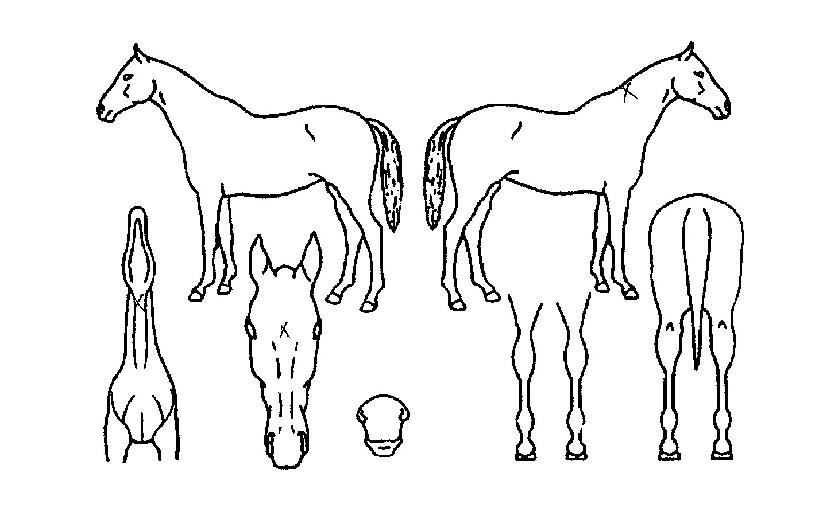 ºí·¢µå·¡°ïÀÇ Ãø¸é,¿ì¸é,µÞ¸é,µÎ»ó,´Ù¸®ÀÇ Æ¯Â¡µµÇØ