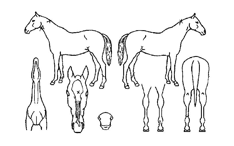 ´çÂù¿¢ÅæÀÇ Ãø¸é,¿ì¸é,µÞ¸é,µÎ»ó,´Ù¸®ÀÇ Æ¯Â¡µµÇØ