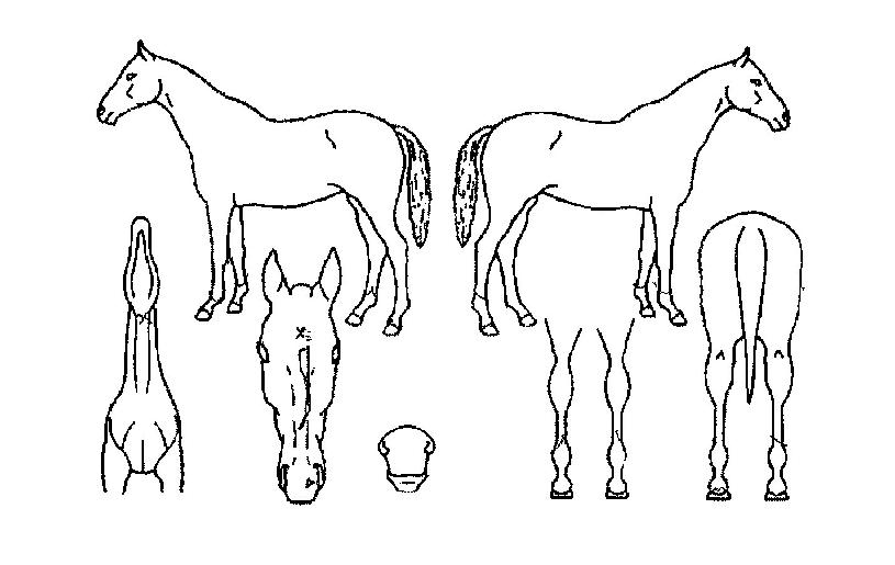 ���̾�ٵ��ڸ��� ����,���,�޸�,�λ�,�ٸ��� Ư¡����