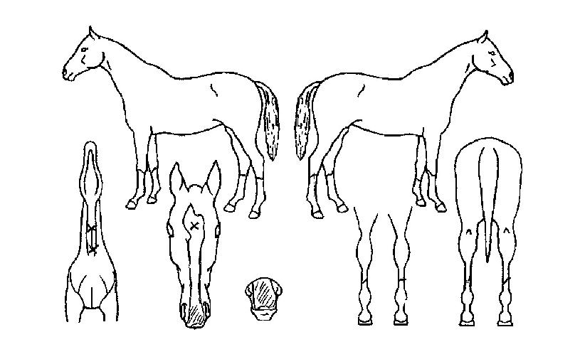 ¼öÆå½ºÇÁ¸°½ºÀÇ Ãø¸é,¿ì¸é,µÞ¸é,µÎ»ó,´Ù¸®ÀÇ Æ¯Â¡µµÇØ