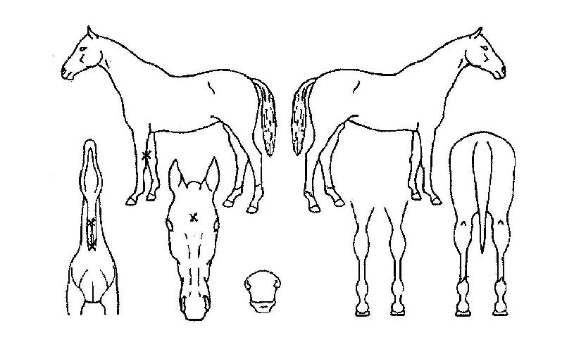 ¸¶Çϵ¨Å¸ÀÇ Ãø¸é,¿ì¸é,µÞ¸é,µÎ»ó,´Ù¸®ÀÇ Æ¯Â¡µµÇØ