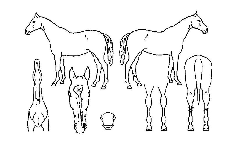 õ�Ϲ����� ����,���,�޸�,�λ�,�ٸ��� Ư¡����