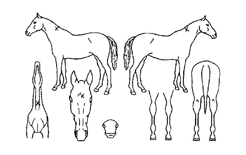 ÇϽºÅ¸Æ¼ÀÇ Ãø¸é,¿ì¸é,µÞ¸é,µÎ»ó,´Ù¸®ÀÇ Æ¯Â¡µµÇØ