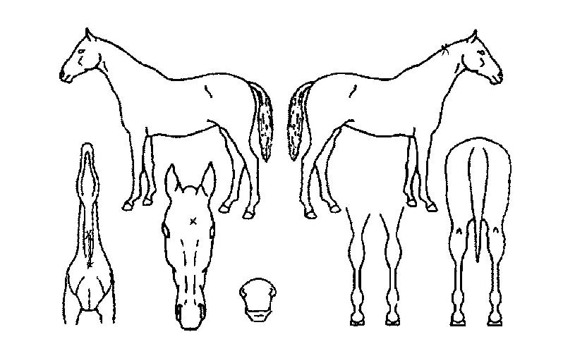 ¸Þ°¡¿µ¿õÀÇ Ãø¸é,¿ì¸é,µÞ¸é,µÎ»ó,´Ù¸®ÀÇ Æ¯Â¡µµÇØ