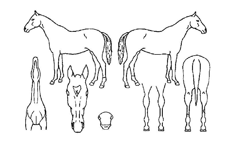 ºÎ±Í¿µ´ÞÀÇ Ãø¸é,¿ì¸é,µÞ¸é,µÎ»ó,´Ù¸®ÀÇ Æ¯Â¡µµÇØ