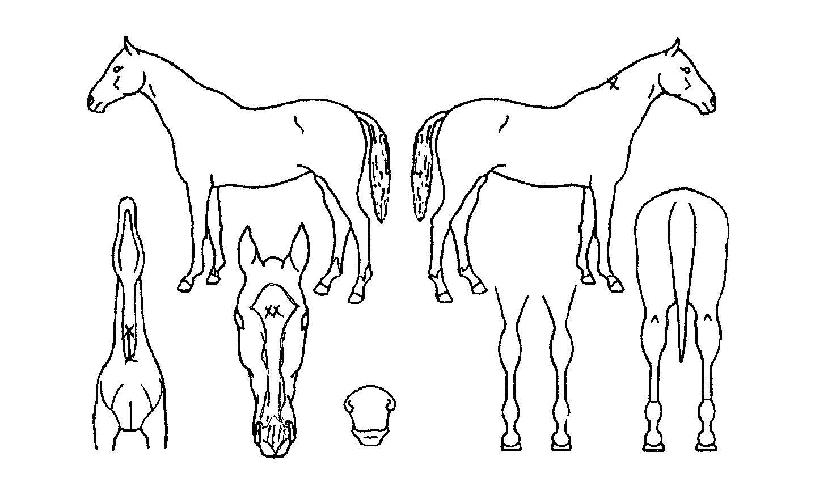 ��Ʈ����ũ�� ����,���,�޸�,�λ�,�ٸ��� Ư¡����