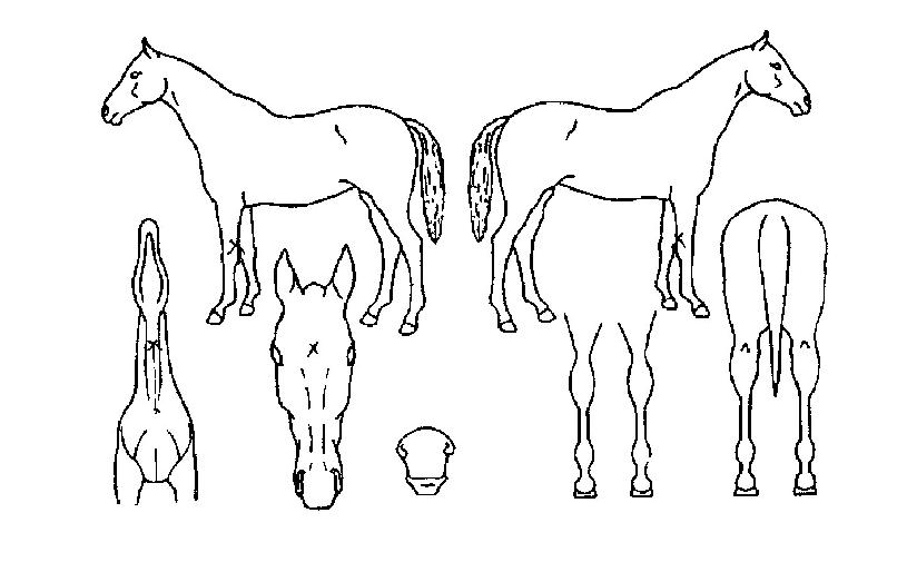 ����Ʈ�׺Ҹ��� ����,���,�޸�,�λ�,�ٸ��� Ư¡����