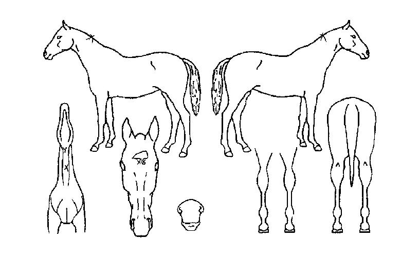 ¾Æ½Ã¾Æ¥±ÀÚ¸¶ÀÇ Ãø¸é,¿ì¸é,µÞ¸é,µÎ»ó,´Ù¸®ÀÇ Æ¯Â¡µµÇØ