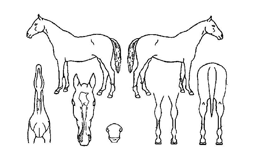 ��Ÿ����Ŀ�� ����,���,�޸�,�λ�,�ٸ��� Ư¡����