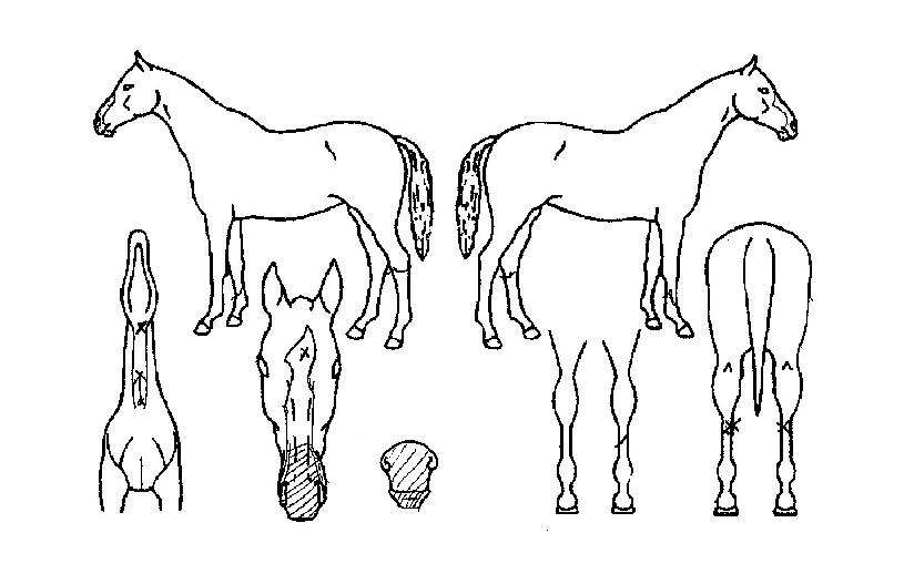 �����Ǻ��� ����,���,�޸�,�λ�,�ٸ��� Ư¡����