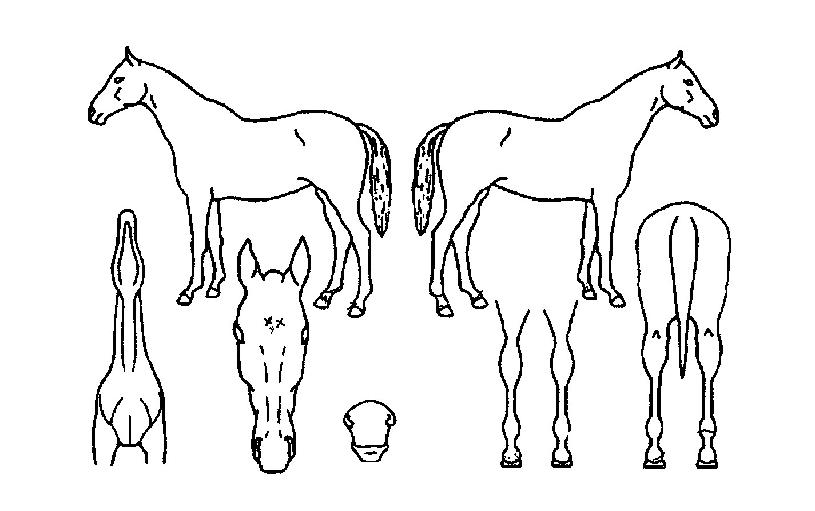 �����ð���� ����,���,�޸�,�λ�,�ٸ��� Ư¡����