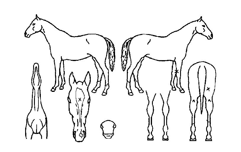 õ�������� ����,���,�޸�,�λ�,�ٸ��� Ư¡����