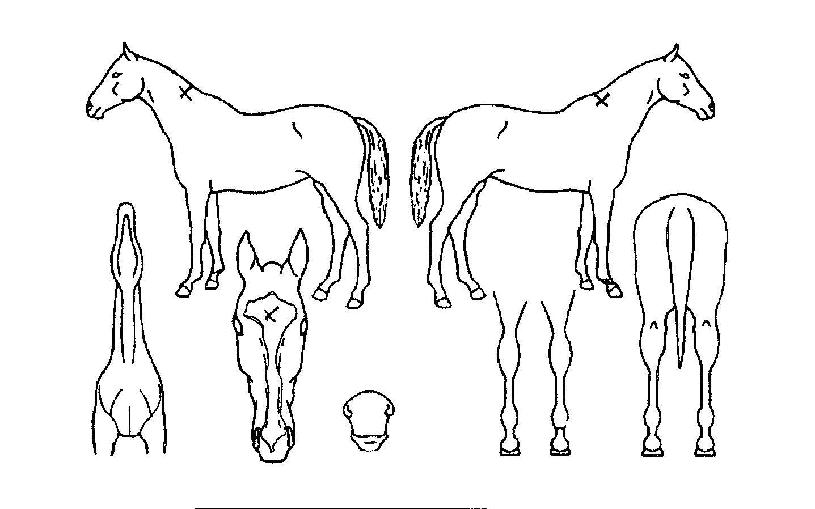 ´Ù¿î¸®¹öÀÚ¸¶ÀÇ Ãø¸é,¿ì¸é,µÞ¸é,µÎ»ó,´Ù¸®ÀÇ Æ¯Â¡µµÇØ