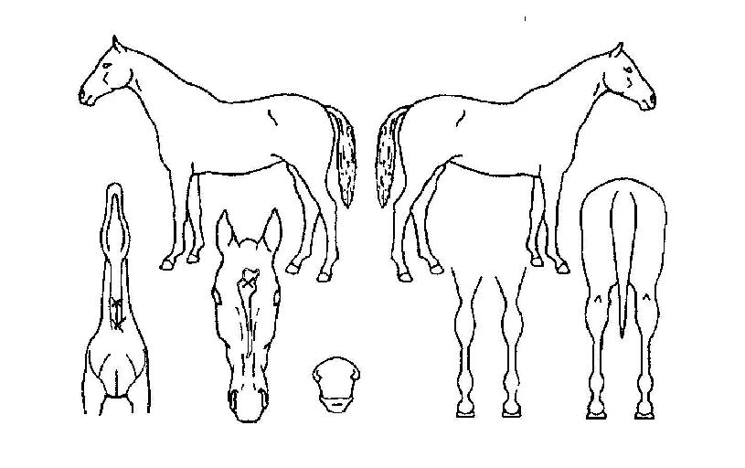 ���õ���� ����,���,�޸�,�λ�,�ٸ��� Ư¡����