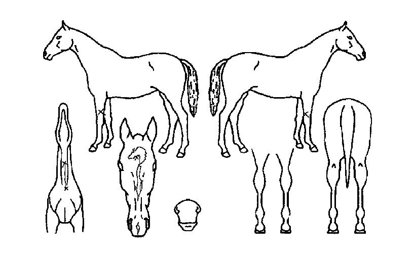 Á¡º¸ÀÇ Ãø¸é,¿ì¸é,µÞ¸é,µÎ»ó,´Ù¸®ÀÇ Æ¯Â¡µµÇØ