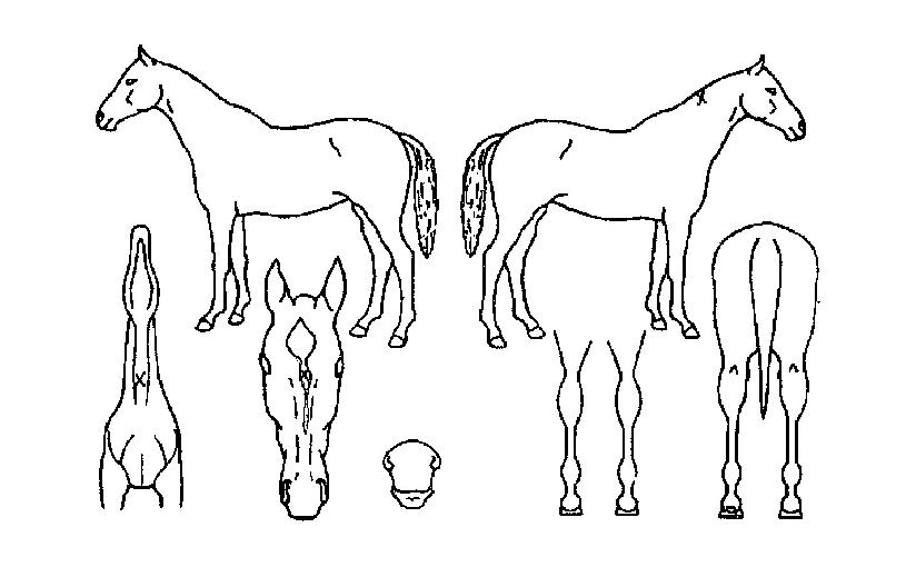 ¹ö´×èÇÁÀÇ Ãø¸é,¿ì¸é,µÞ¸é,µÎ»ó,´Ù¸®ÀÇ Æ¯Â¡µµÇØ