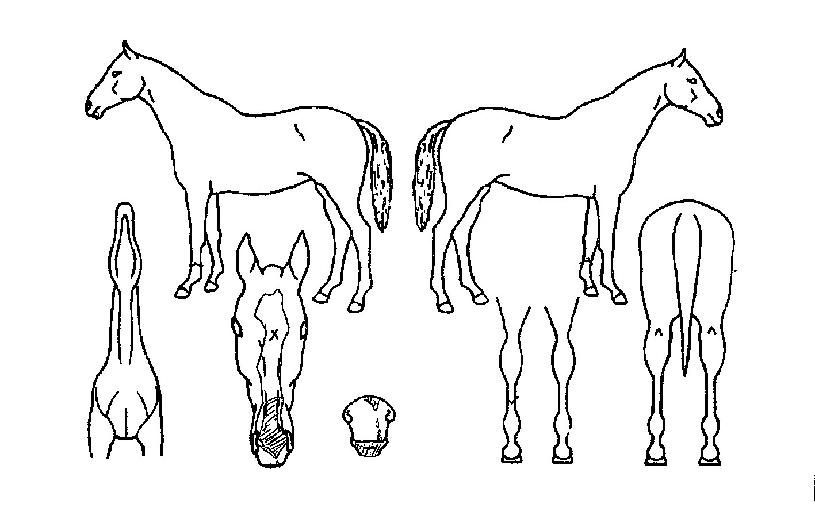 ¾ÈÁ©¸®³ªÀÇ Ãø¸é,¿ì¸é,µÞ¸é,µÎ»ó,´Ù¸®ÀÇ Æ¯Â¡µµÇØ