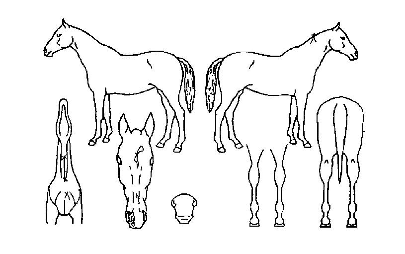 ³ë½º½ºÄ«ÀÌÀÇ Ãø¸é,¿ì¸é,µÞ¸é,µÎ»ó,´Ù¸®ÀÇ Æ¯Â¡µµÇØ