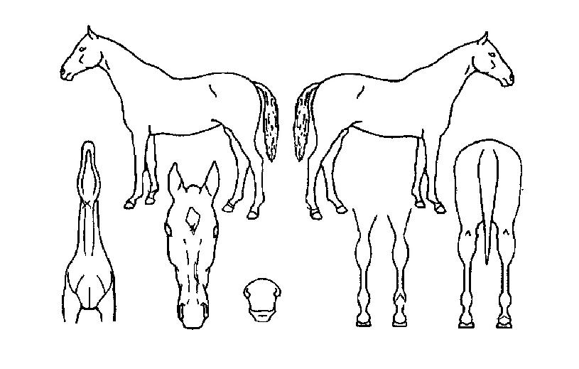 ÆÄ¿öÄŽºÀÇ Ãø¸é,¿ì¸é,µÞ¸é,µÎ»ó,´Ù¸®ÀÇ Æ¯Â¡µµÇØ