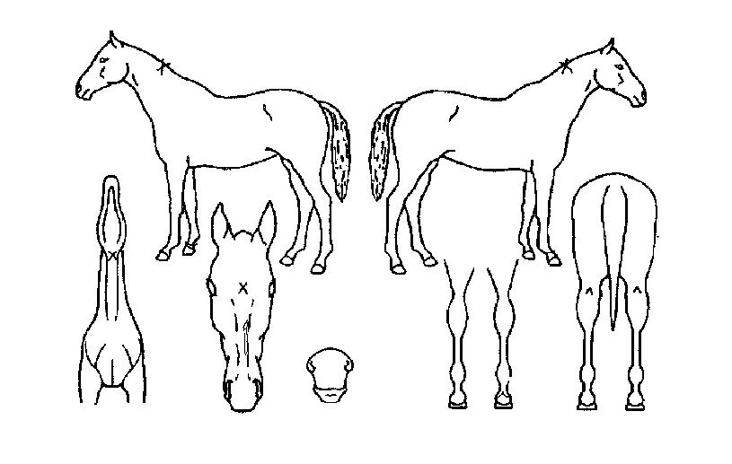 �ø����ڸ��� ����,���,�޸�,�λ�,�ٸ��� Ư¡����