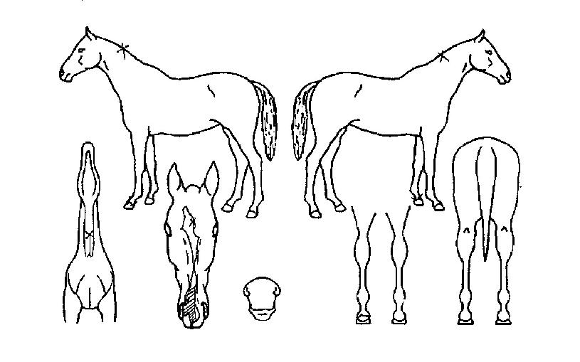 Ŭ������帲�� ����,���,�޸�,�λ�,�ٸ��� Ư¡����