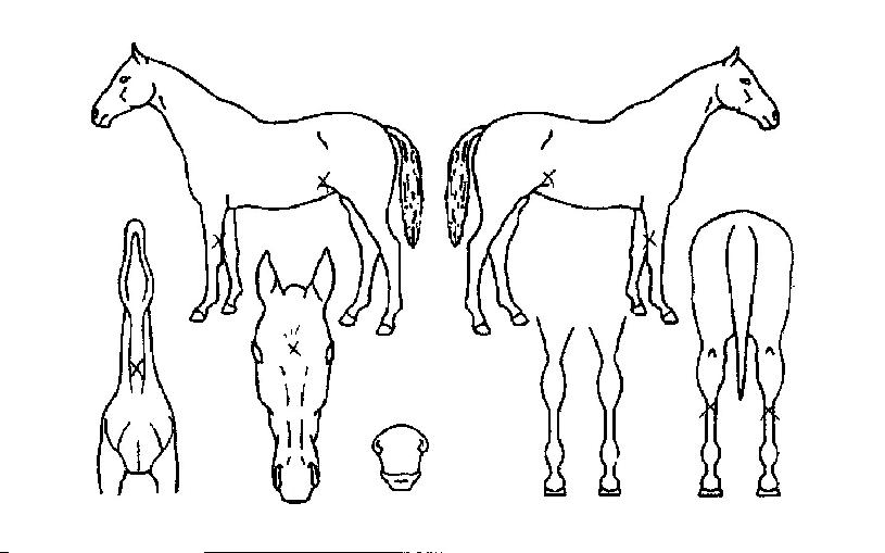 �߾�õ���� ����,���,�޸�,�λ�,�ٸ��� Ư¡����