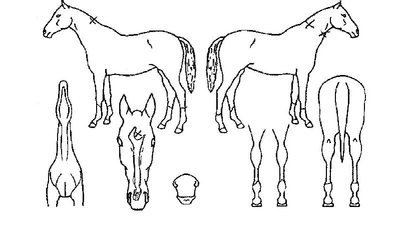 ��õ������ ����,���,�޸�,�λ�,�ٸ��� Ư¡����