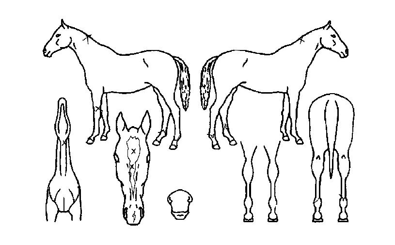 ÇØ¾Ï»ç¶ûÀÇ Ãø¸é,¿ì¸é,µÞ¸é,µÎ»ó,´Ù¸®ÀÇ Æ¯Â¡µµÇØ