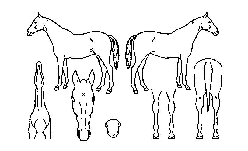 ¿µ¿õÆ÷½ºÀÇ Ãø¸é,¿ì¸é,µÞ¸é,µÎ»ó,´Ù¸®ÀÇ Æ¯Â¡µµÇØ