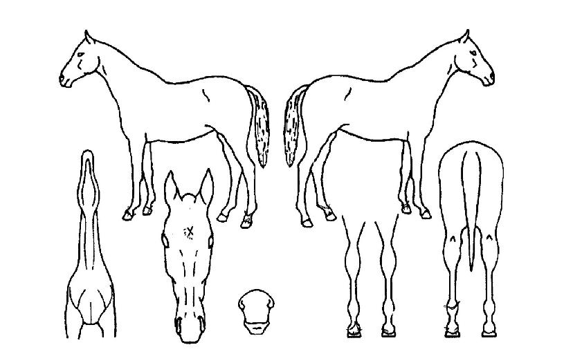 Á¦ÀÌ¿¡½ºÅ·ÀÇ Ãø¸é,¿ì¸é,µÞ¸é,µÎ»ó,´Ù¸®ÀÇ Æ¯Â¡µµÇØ