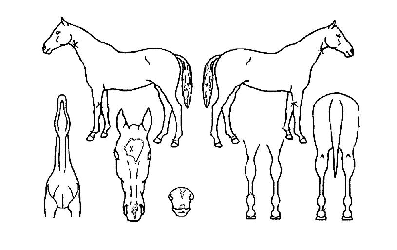 ¹Ì½º¾ÆÄ¡¸ð³ÊÅ©ÀÚ¸¶ÀÇ Ãø¸é,¿ì¸é,µÞ¸é,µÎ»ó,´Ù¸®ÀÇ Æ¯Â¡µµÇØ