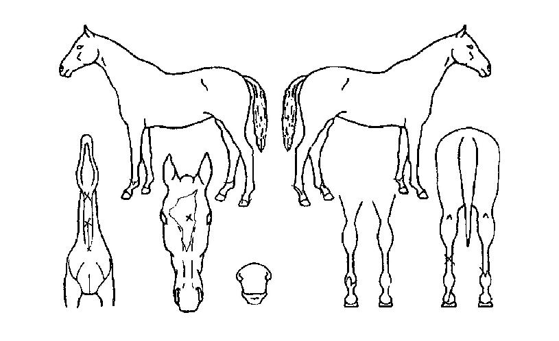 Å«Çϴö¥ÀÇ Ãø¸é,¿ì¸é,µÞ¸é,µÎ»ó,´Ù¸®ÀÇ Æ¯Â¡µµÇØ