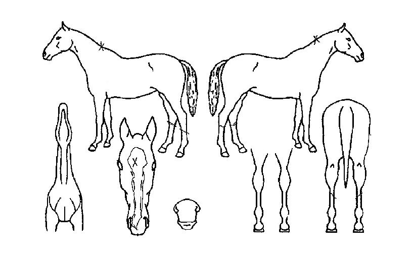 ������� ����,���,�޸�,�λ�,�ٸ��� Ư¡����