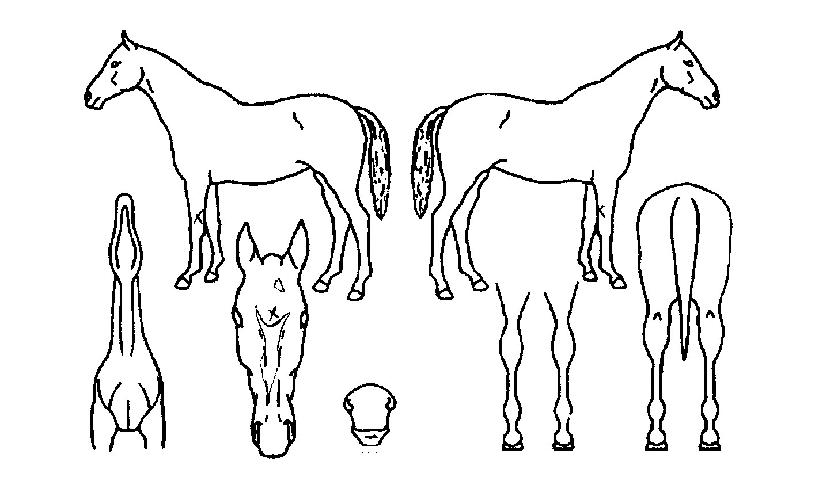 ·¹µå½ºÅ²ÀÇ Ãø¸é,¿ì¸é,µÞ¸é,µÎ»ó,´Ù¸®ÀÇ Æ¯Â¡µµÇØ