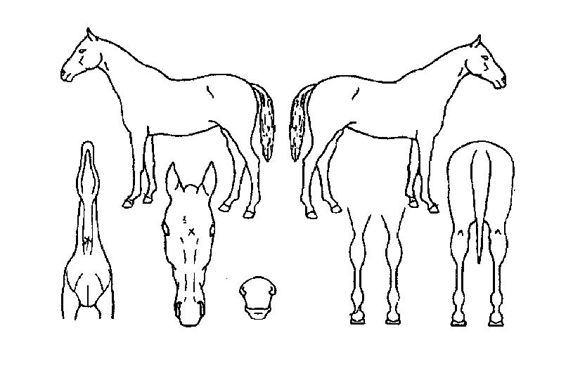 ��Ӽ����� ����,���,�޸�,�λ�,�ٸ��� Ư¡����