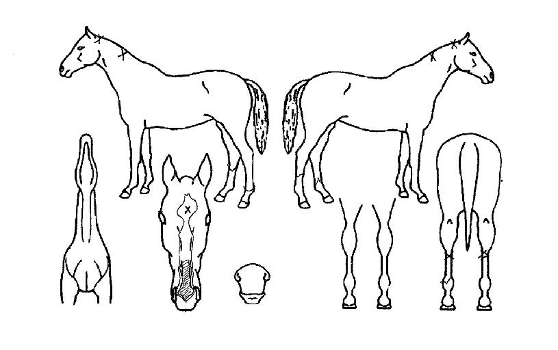 ���Ϸ���ᷯ���ڸ��� ����,���,�޸�,�λ�,�ٸ��� Ư¡����