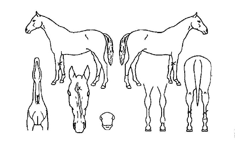 ±Û·Î¹ú°È£ÀÇ Ãø¸é,¿ì¸é,µÞ¸é,µÎ»ó,´Ù¸®ÀÇ Æ¯Â¡µµÇØ