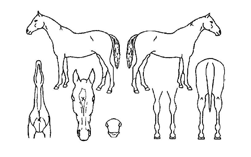 Èﺹ»çÀÇ Ãø¸é,¿ì¸é,µÞ¸é,µÎ»ó,´Ù¸®ÀÇ Æ¯Â¡µµÇØ