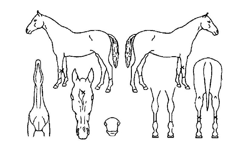 �������� ����,���,�޸�,�λ�,�ٸ��� Ư¡����