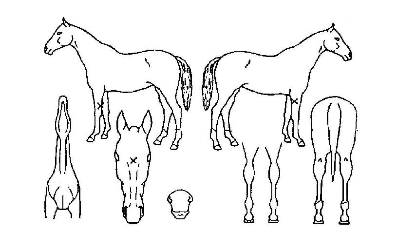 ¸®¾ó¸®Ä¸Æ¾ÀÇ Ãø¸é,¿ì¸é,µÞ¸é,µÎ»ó,´Ù¸®ÀÇ Æ¯Â¡µµÇØ