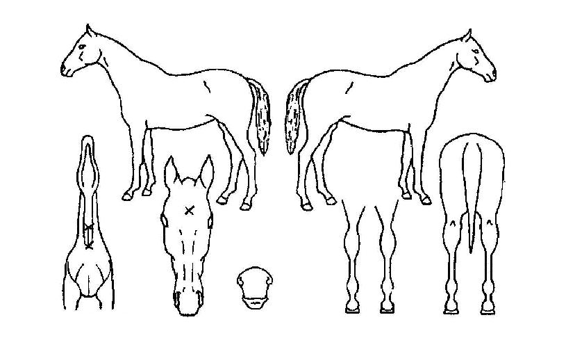 ·°Å°µå¸²ÀÇ Ãø¸é,¿ì¸é,µÞ¸é,µÎ»ó,´Ù¸®ÀÇ Æ¯Â¡µµÇØ