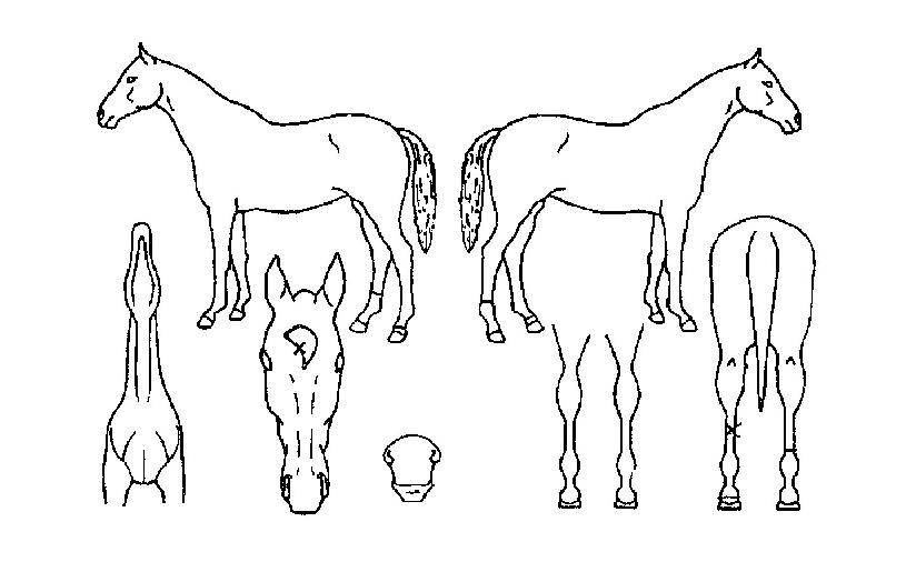 ³ëºíÇ÷ÎÀÕÀÇ Ãø¸é,¿ì¸é,µÞ¸é,µÎ»ó,´Ù¸®ÀÇ Æ¯Â¡µµÇØ