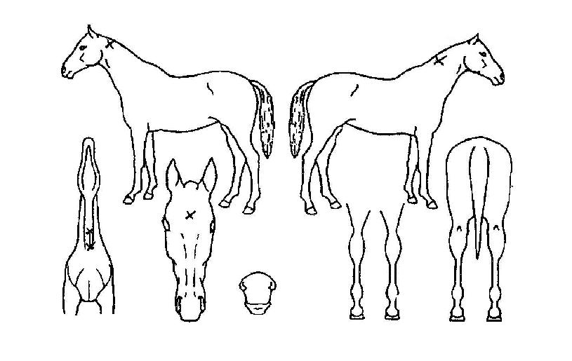 ´õ´ÙÅ©¿øÀÇ Ãø¸é,¿ì¸é,µÞ¸é,µÎ»ó,´Ù¸®ÀÇ Æ¯Â¡µµÇØ