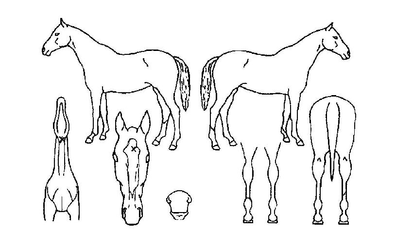 ��ٸ������ ����,���,�޸�,�λ�,�ٸ��� Ư¡����