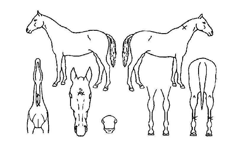 ȣ�������� ����,���,�޸�,�λ�,�ٸ��� Ư¡����