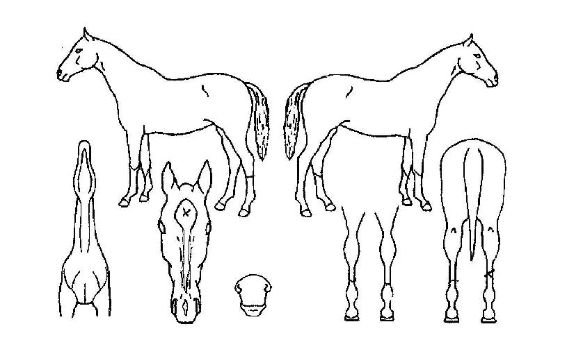 ����ڸ��� ����,���,�޸�,�λ�,�ٸ��� Ư¡����