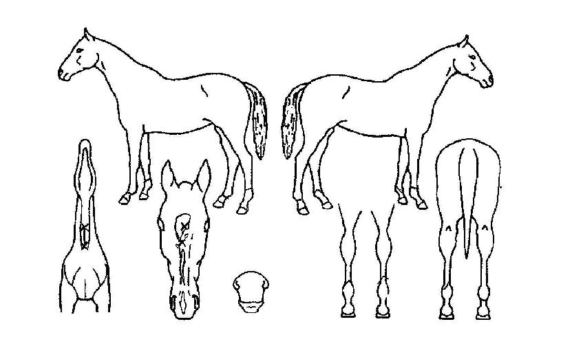 �ο��Ŀ��� ����,���,�޸�,�λ�,�ٸ��� Ư¡����