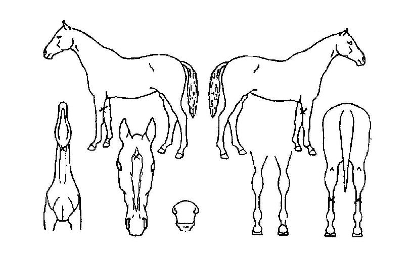 ´ã¾çÀǺûÀÇ Ãø¸é,¿ì¸é,µÞ¸é,µÎ»ó,´Ù¸®ÀÇ Æ¯Â¡µµÇØ